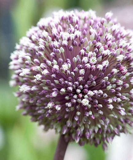 Allium Rosenbachianum, Ornamental Allium, Showy Persian Onion, Showy Onion, Purple Flowers